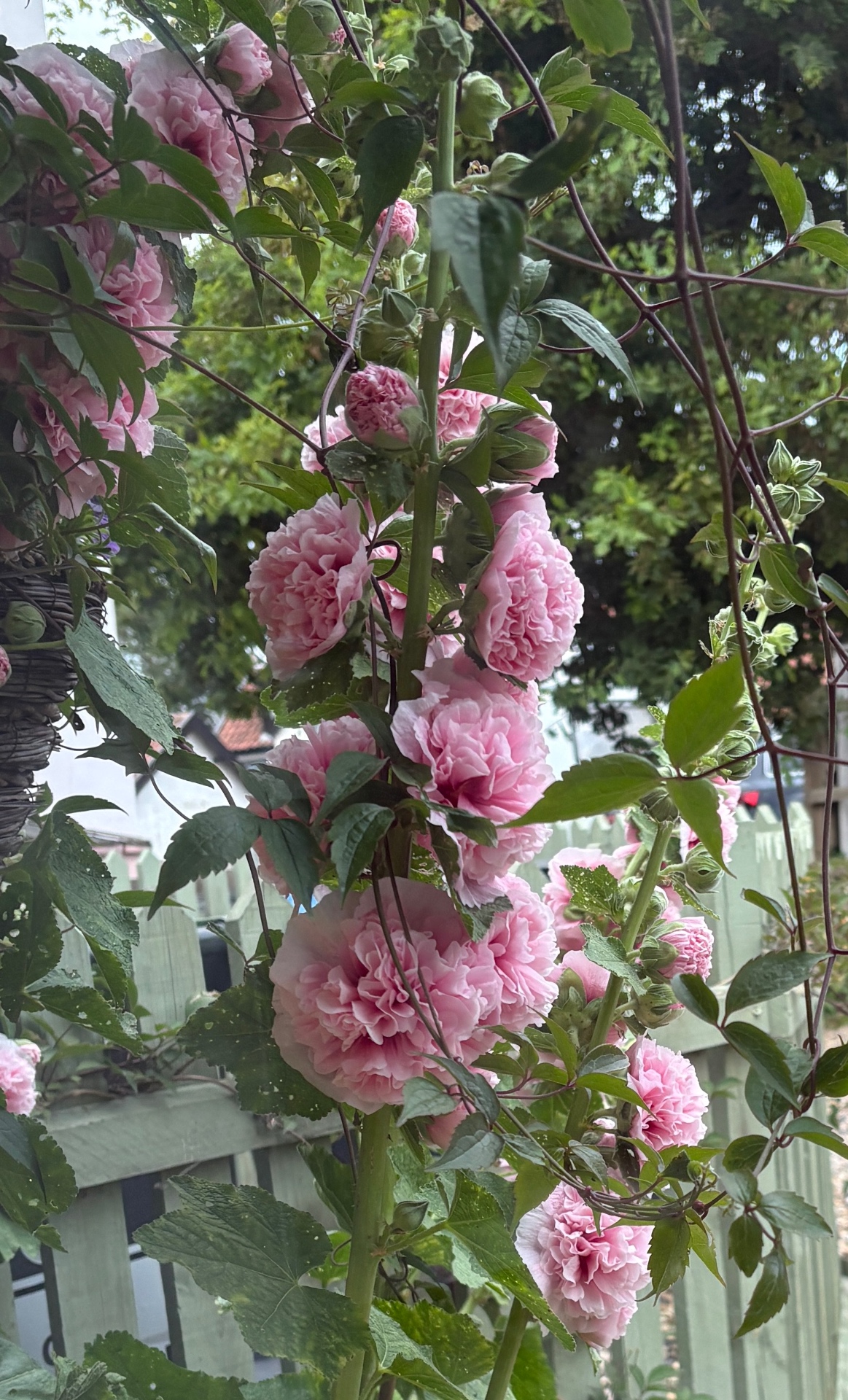 Pink hollyhocks climbing a picket fence in summer