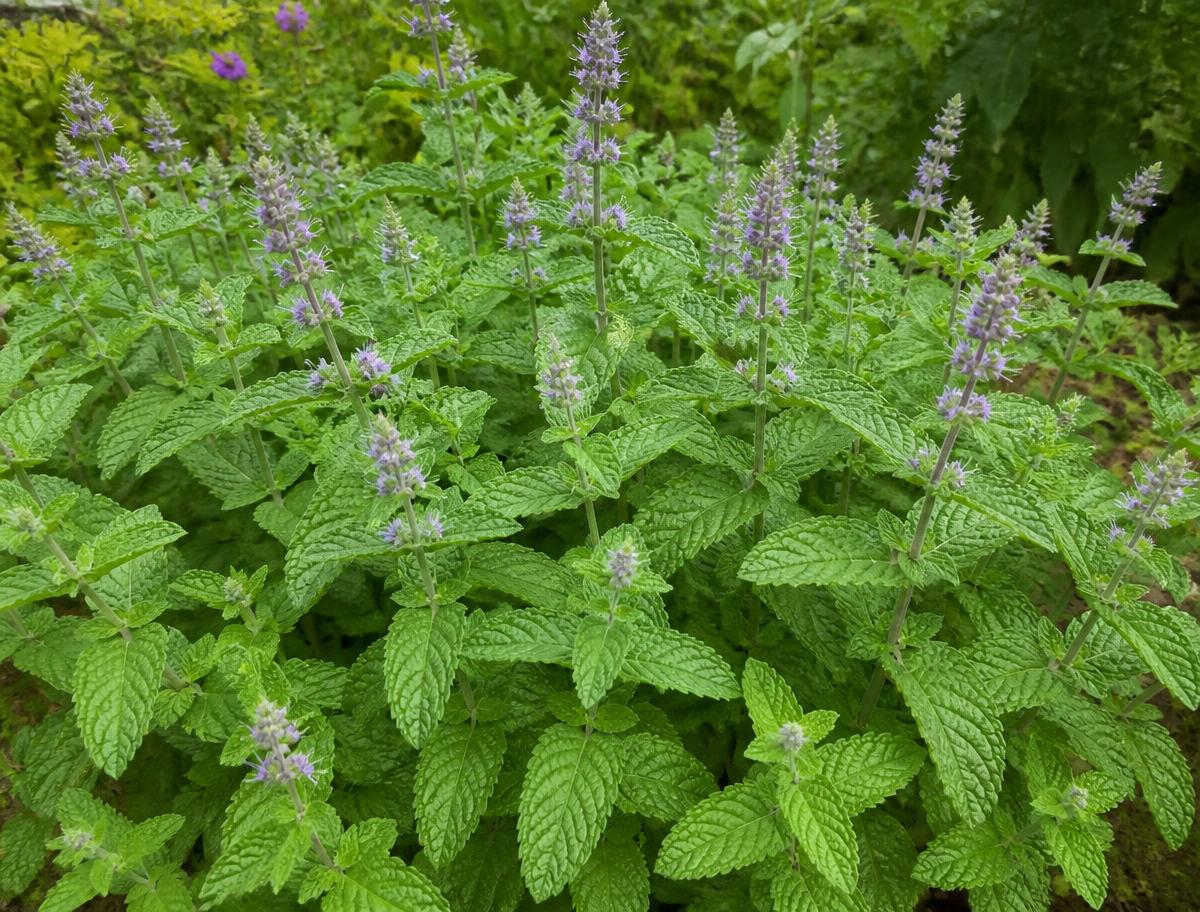 Dense green mint foliage in flower, growing as groundcover