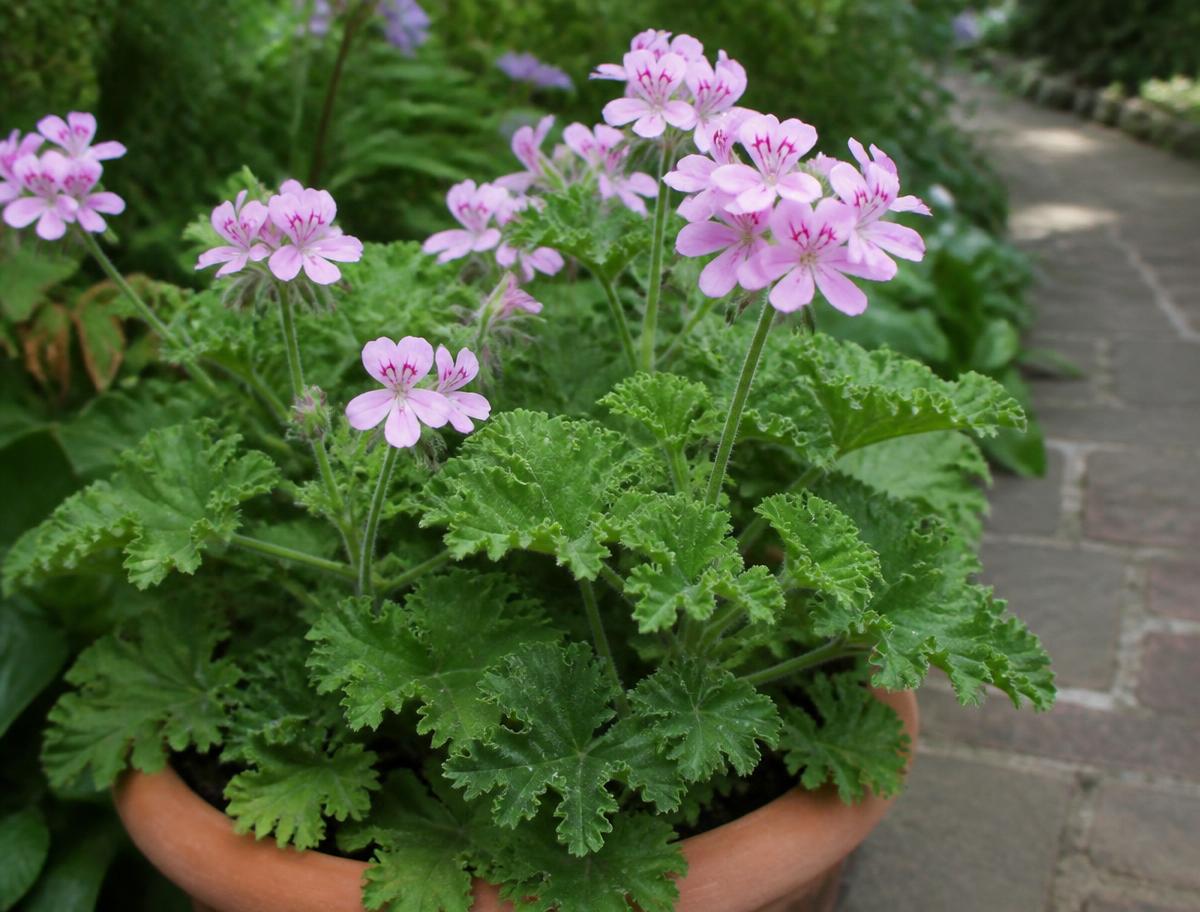 Scented pelargonium in a terracotta pot beside a garden path