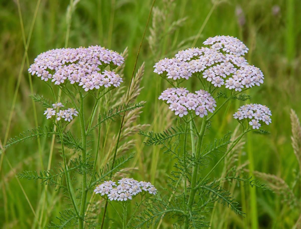 Flat pink and white yarrow flower heads among meadow grasses
