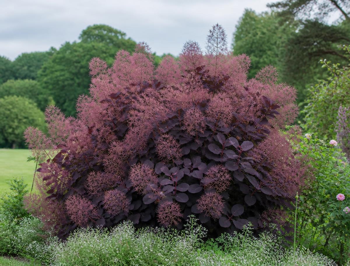 Purple-leaved smokebush with hazy pink flower plumes