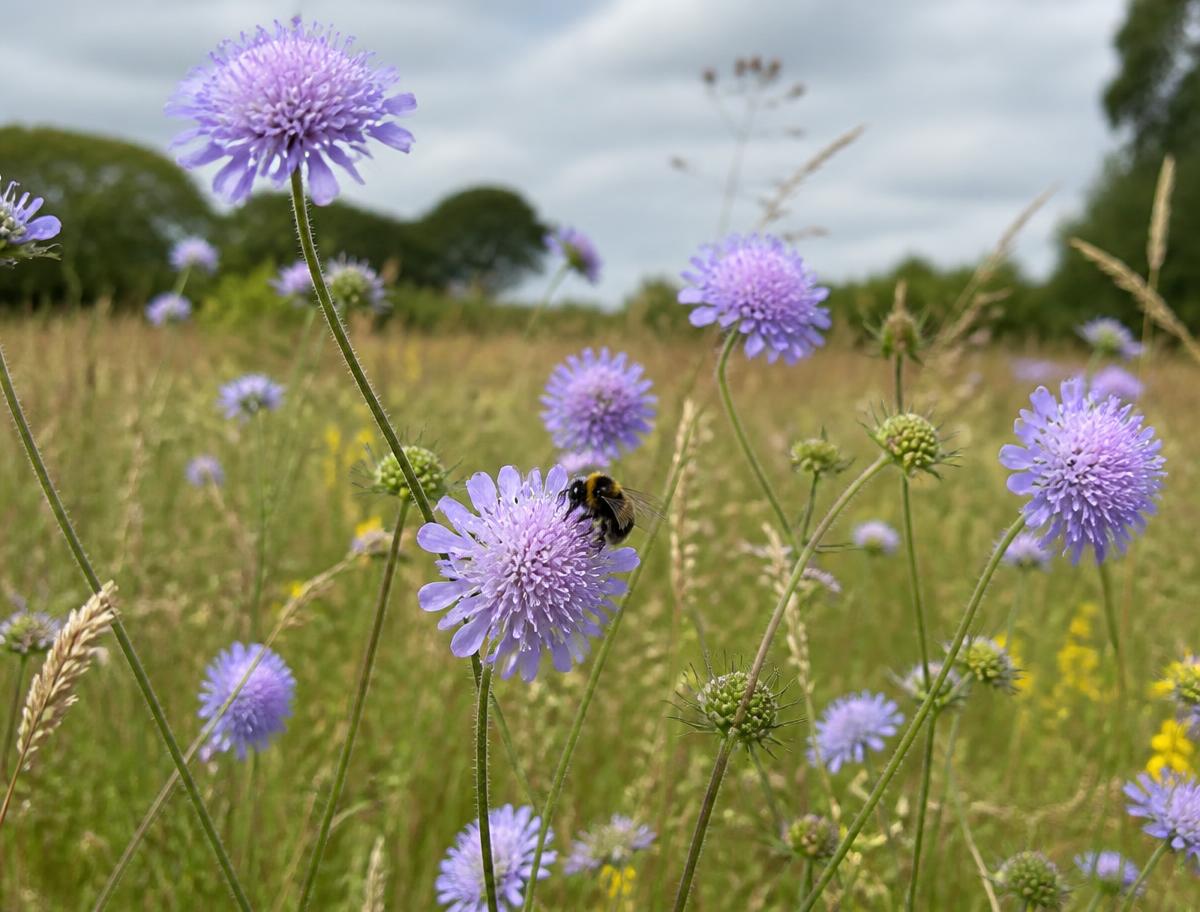 Lilac field scabious pincushion flowers with a bee