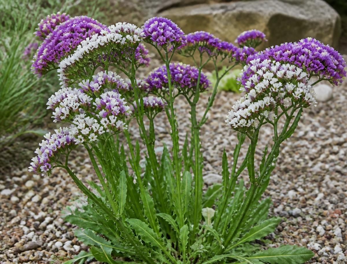 Clusters of papery purple statice flowers in a sunny bed