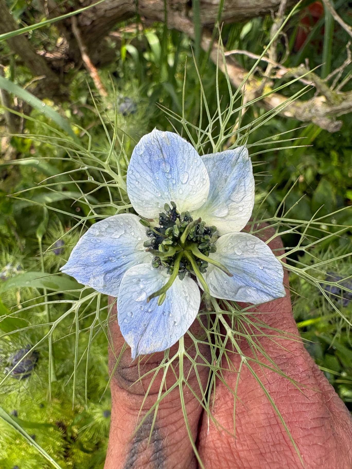 Close-up of a dew-covered love-in-a-mist flower