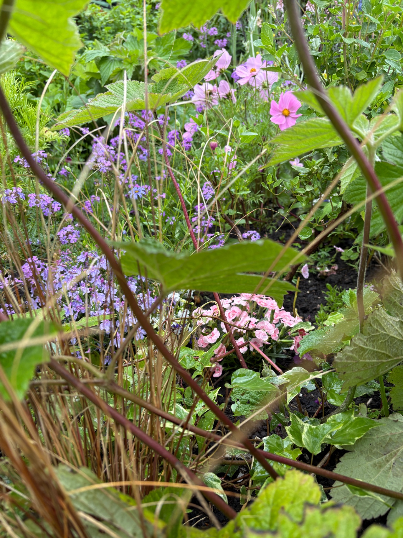 Purple honesty and pink dianthus in a freshly tidied bed