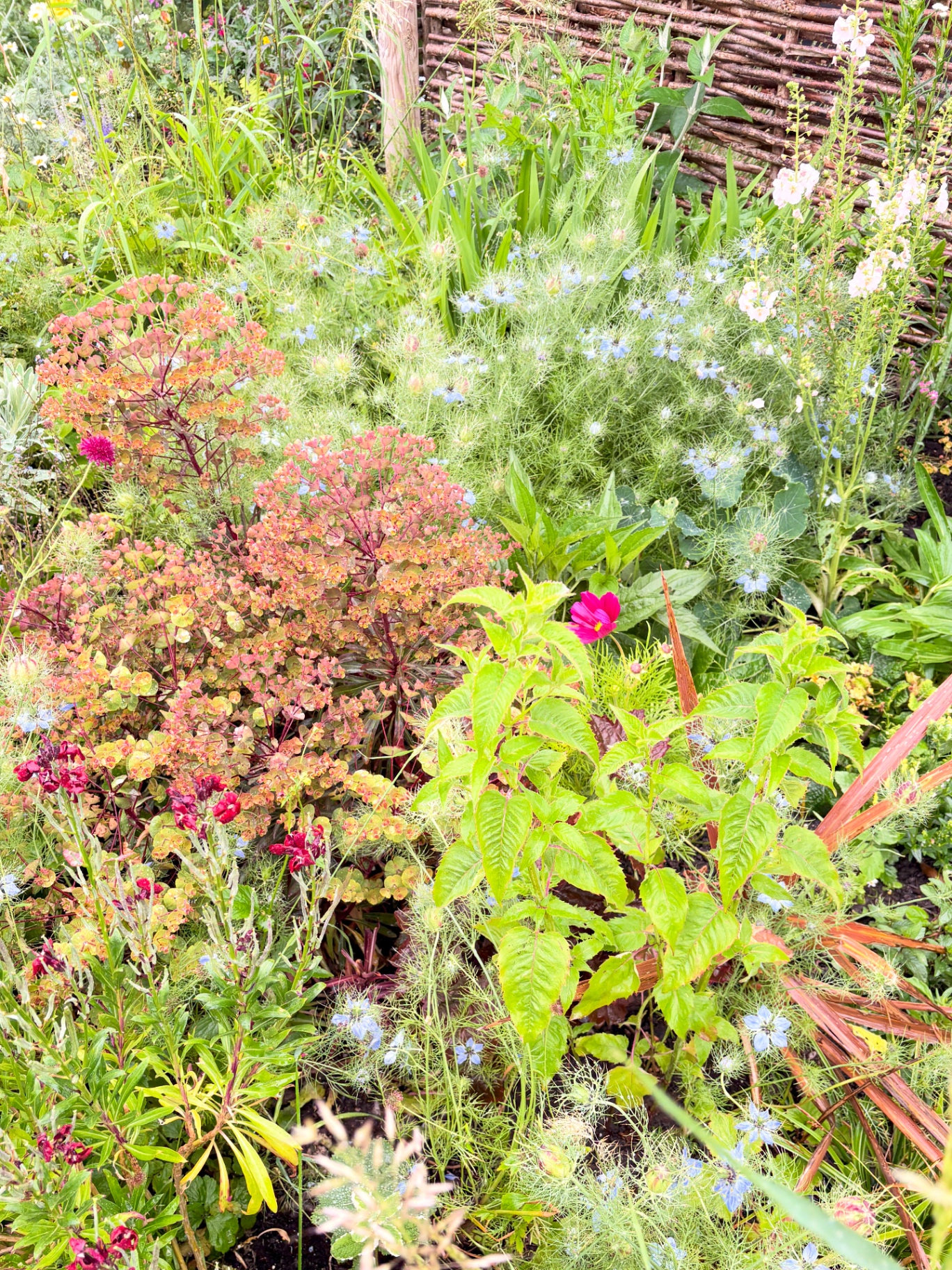 Mixed border with euphorbia and nigella after restoration