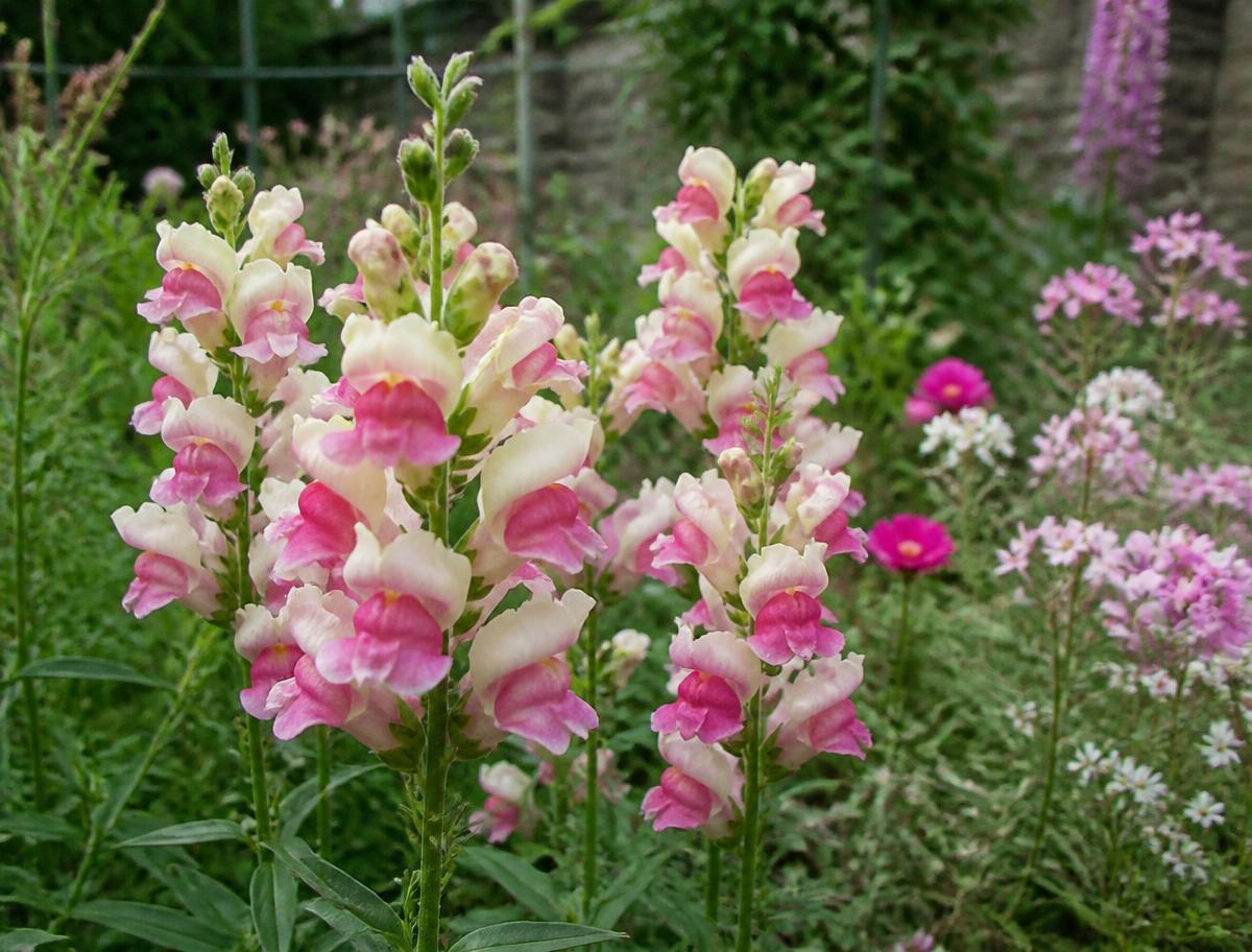 Cream and rose two-tone snapdragon spikes in a cottage border