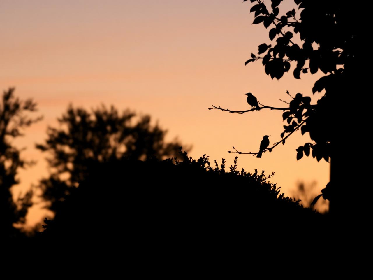 A blackbird silhouetted on a branch against an amber dusk sky