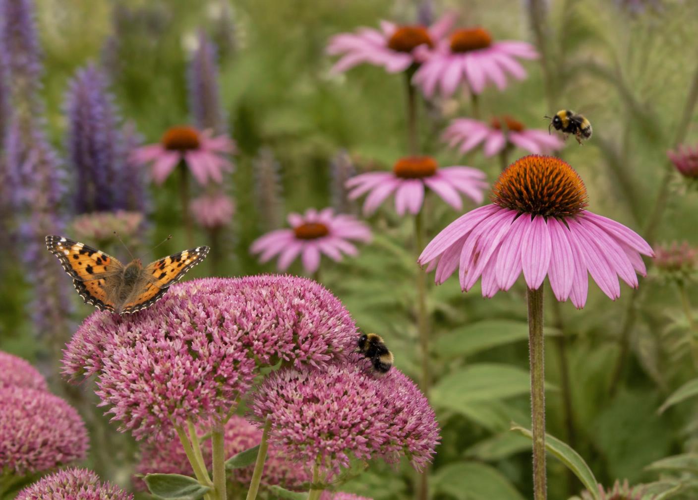 A butterfly and bumblebees on sedum and echinacea in a late summer border